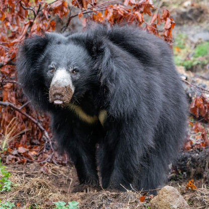 Adopt a sloth bear at Edinburgh Zoo and support the Royal Zoological Society of Scotland – your wildlife conservation charity. Choose an adoption package and help save the animals you love.