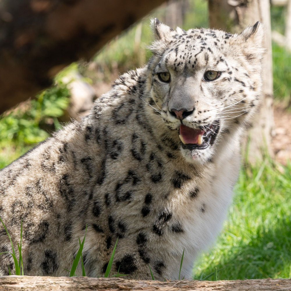 Adopt a snow leopard at Highland Wildlife Park and support the Royal Zoological Society of Scotland – your wildlife conservation charity. Choose an adoption package and help save the animals you love.