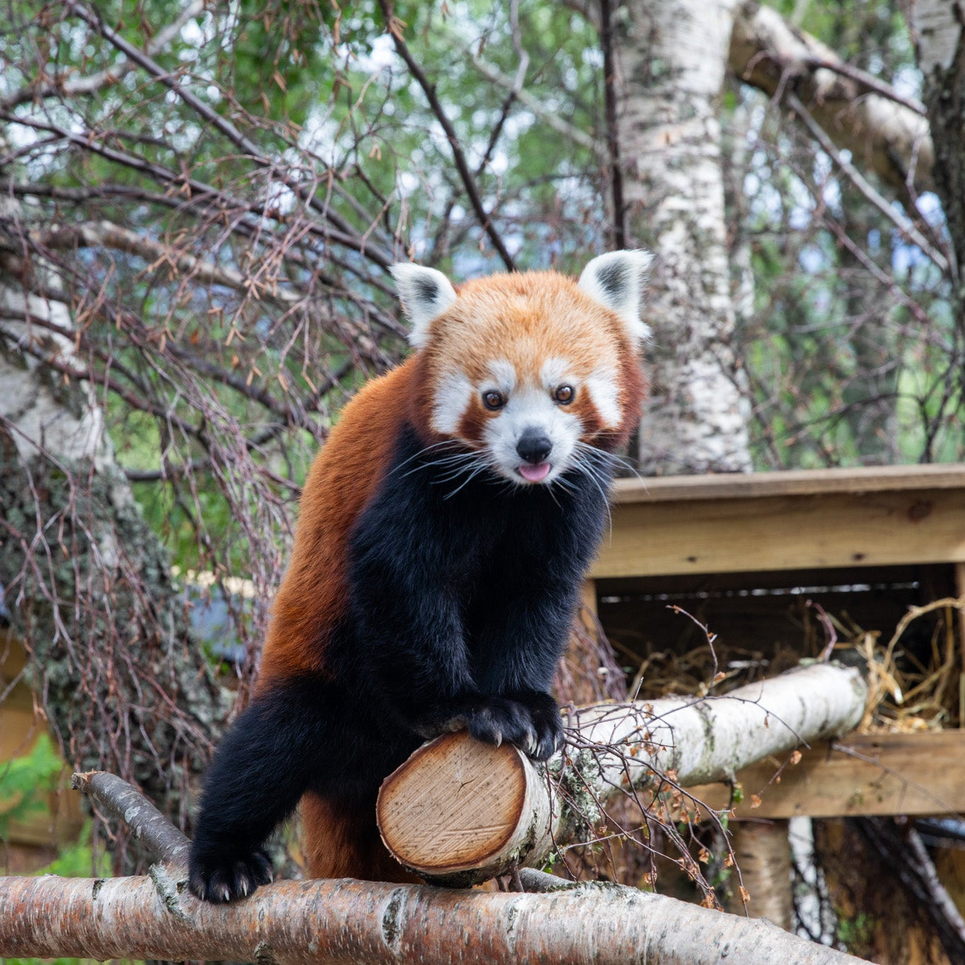 Red Panda Magic Moment (ages 8+)