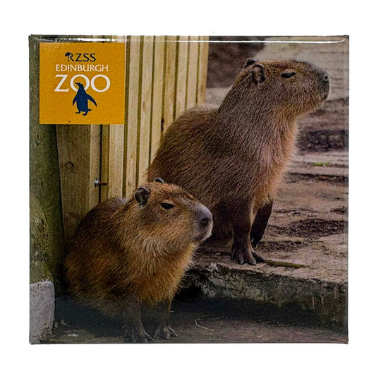 Show your love for Edinburgh Zoo and Capybaras with this fun magnet.

6.7 x 6.7 cm