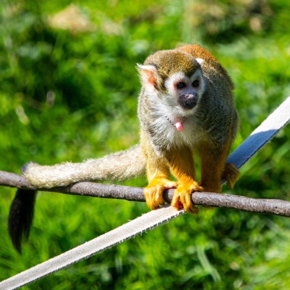 Adopt a squirrel monkey at Edinburgh Zoo and support the Royal Zoological Society of Scotland – your wildlife conservation charity. Choose an adoption package and help save the animals you love.