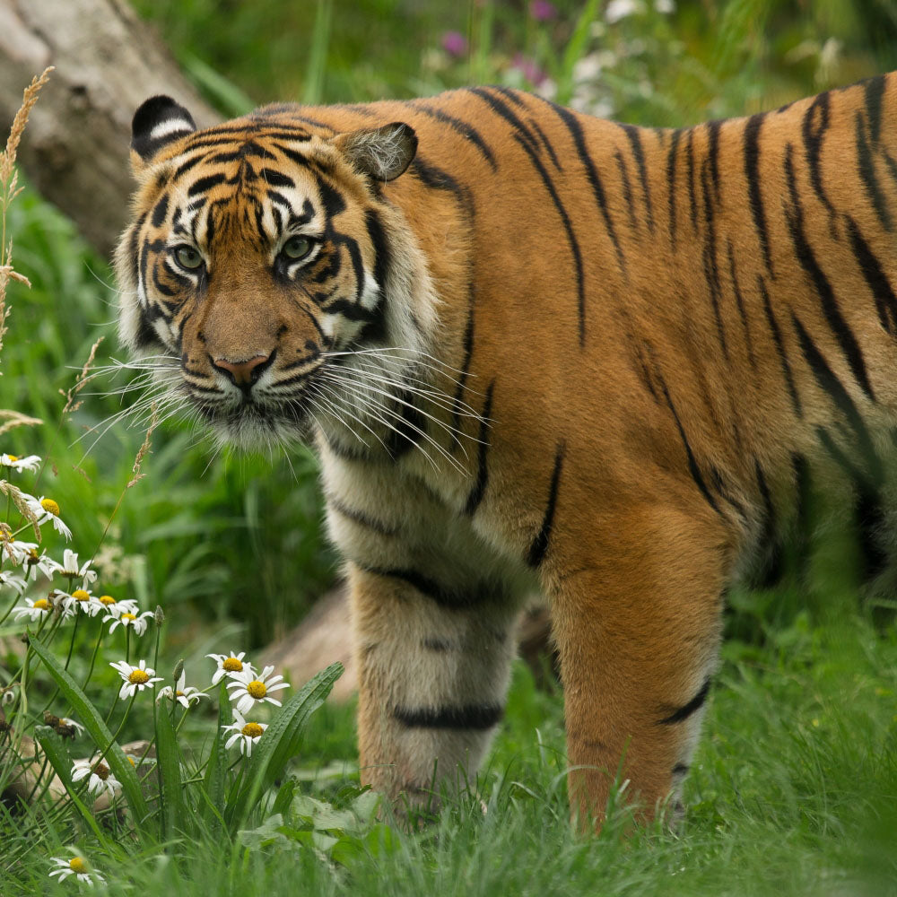 Adopt a Sumatran tiger at Edinburgh Zoo and support the Royal Zoological Society of Scotland – your wildlife conservation charity. Choose an adoption package and help save the animals you love.