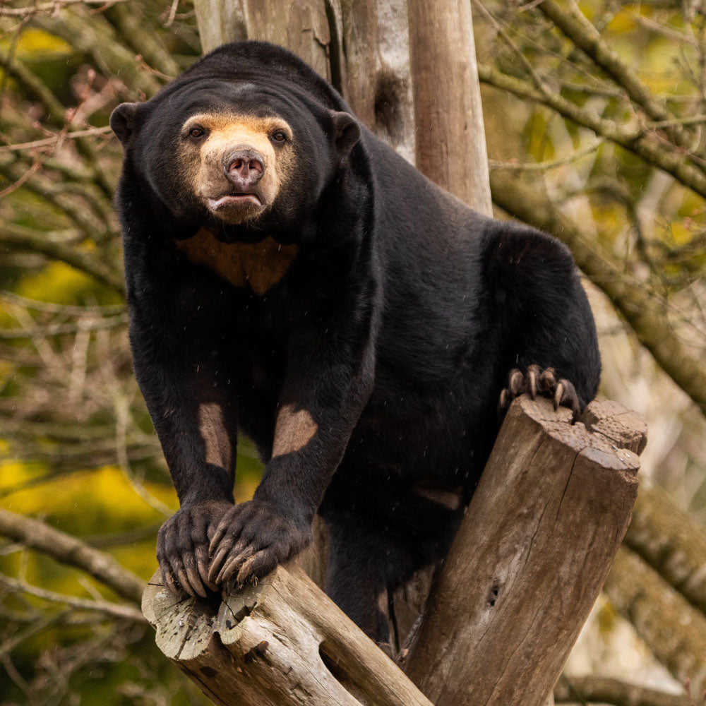 Adopt a malayan sun bear at Edinburgh Zoo and support the Royal Zoological Society of Scotland – your wildlife conservation charity. Choose an adoption package and help save the animals you love.