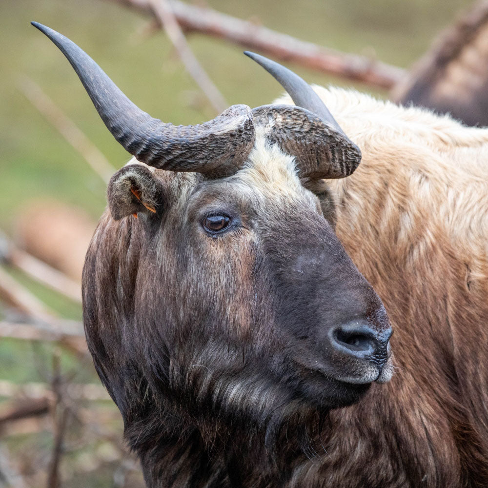 Adopt a Mishmi takin at Highland Wildlife Park and support the Royal Zoological Society of Scotland – your wildlife conservation charity. Choose an adoption package and help save the animals you love.
