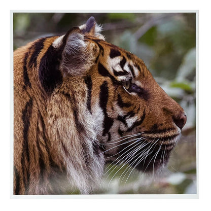 Tiger photo print by Peter Beattie - 8 x 8