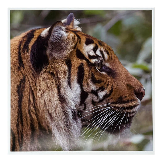 Tiger photo print by Peter Beattie - 8 x 8