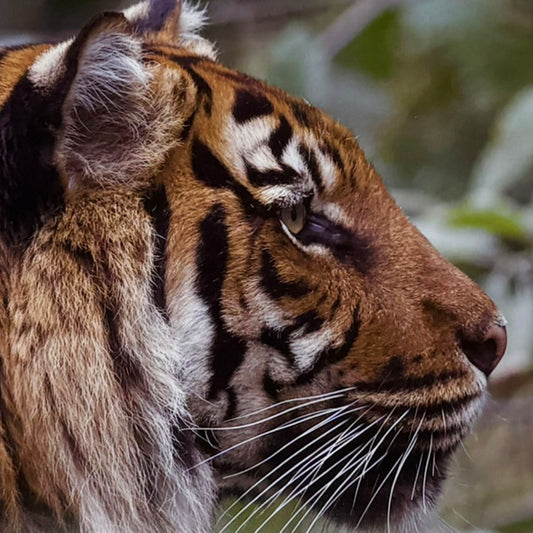 Tiger photo print by Peter Beattie - 8 x 8