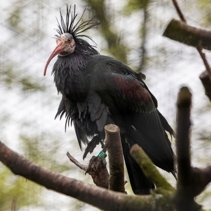 Adopt a waldrapp ibis at Edinburgh Zoo and support the Royal Zoological Society of Scotland – your wildlife conservation charity. Choose an adoption package and help save the animals you love.