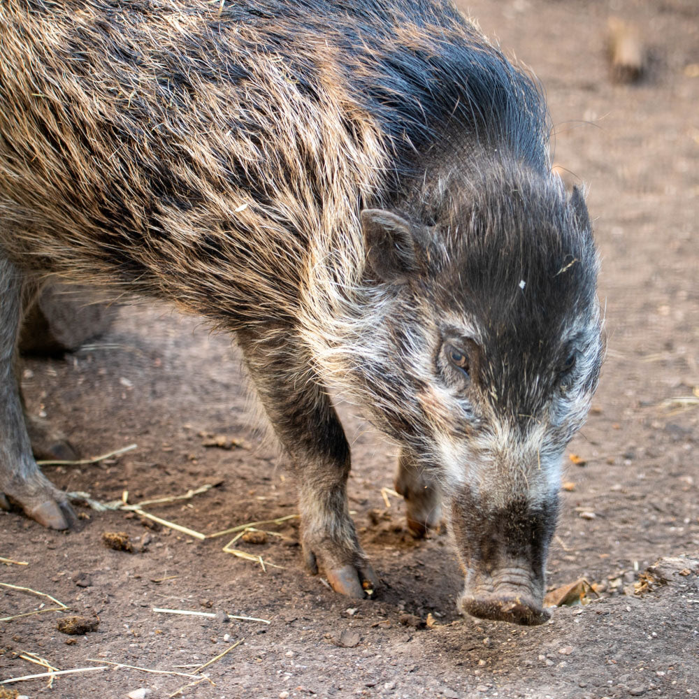 Adopt a Visayan warty pig at Edinburgh Zoo and support the Royal Zoological Society of Scotland – your wildlife conservation charity. Choose an adoption package and help save the animals you love.