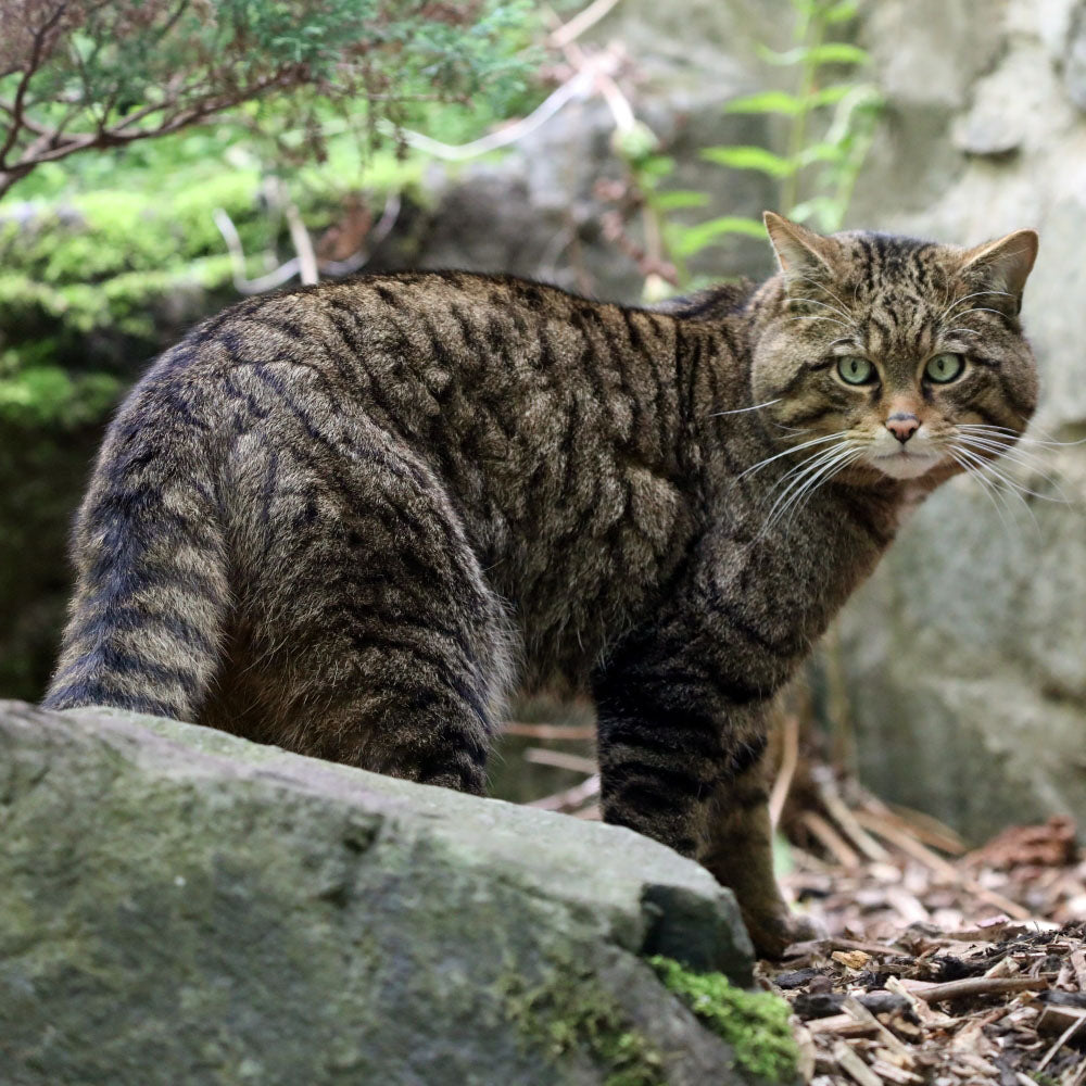 Adopt a Scottish wildcat at Edinburgh Zoo or Highland Wildlife Park and support the Royal Zoological Society of Scotland – your wildlife conservation charity. Choose an adoption package and help save the animals you love.