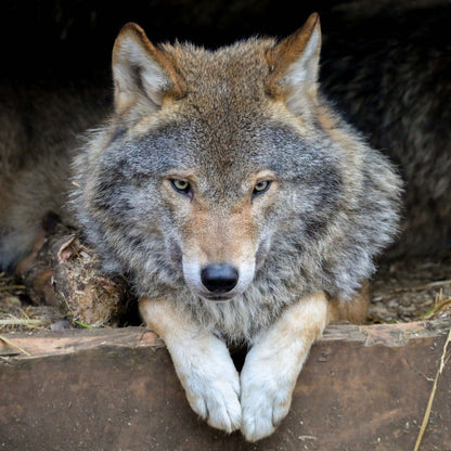 Adopt a European grey wolf at Highland Wildlife Park and support the Royal Zoological Society of Scotland – your wildlife conservation charity. Choose an adoption package and help save the animals you love.