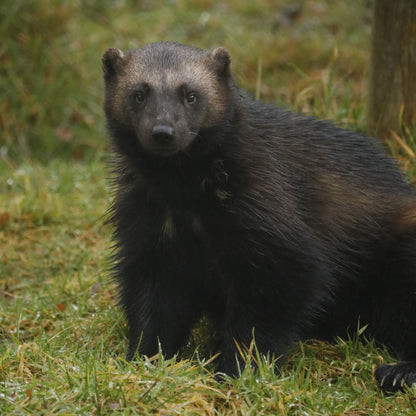 Adopt a wolverine at Highland Wildlife Park and support the Royal Zoological Society of Scotland – your wildlife conservation charity. Choose an adoption package and help save the animals you love.