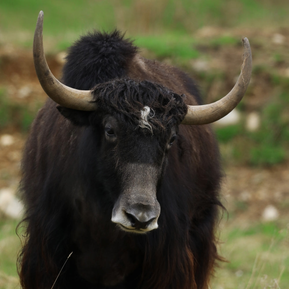 Adopt a yak at Highland Wildlife Park and support the Royal Zoological Society of Scotland – your wildlife conservation charity. Choose an adoption package and help save the animals you love.