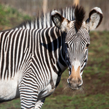 Adopt a Grevy's zebra at Edinburgh Zoo and support the Royal Zoological Society of Scotland – your wildlife conservation charity. Choose an adoption package and help save the animals you love.