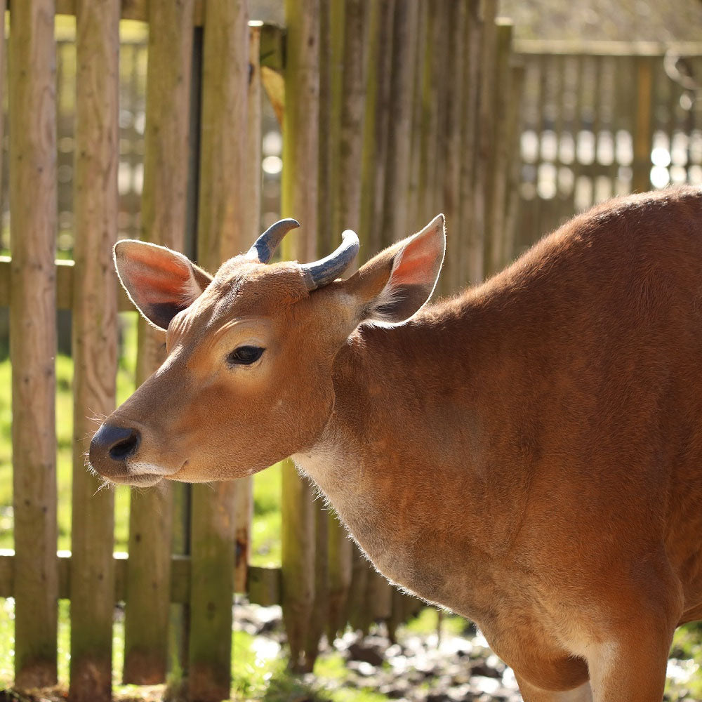 Banteng adoption test