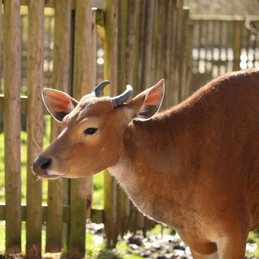 Banteng adoption test
