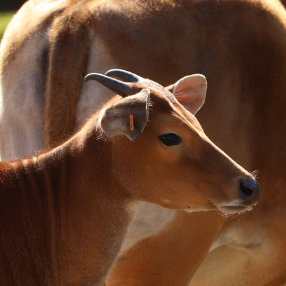 Banteng adoption test
