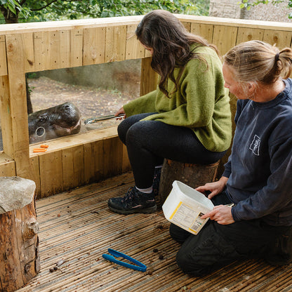 Pygmy Hippo & Friends Magic Moment (ages 8+)