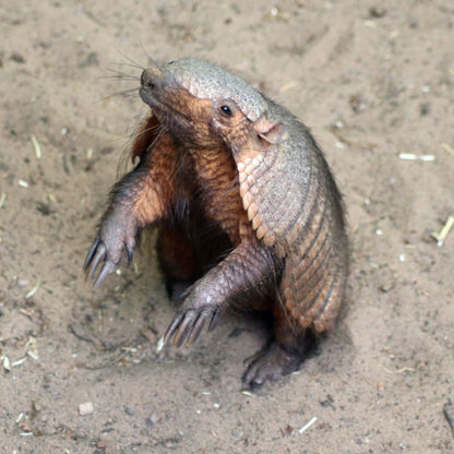 Adopt a large hairy armadillo at Edinburgh Zoo and support the Royal Zoological Society of Scotland – your wildlife conservation charity. Choose an adoption package and help save the animals you love.