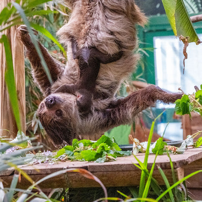 Hang out with our Linne’s two-toed sloths in this special magic moment! Learn all about our sloths from our expert keepers, and go behind the scenes, feed them some tasty snacks and explore the area they eat, sleep and hang out in.&nbsp;


Our Sloth Magic Moment voucher includes:
