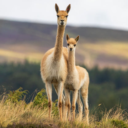 Adopt a vicuna at Highland Wildlife Park and support the Royal Zoological Society of Scotland – your wildlife conservation charity. Choose an adoption package and help save the animals you love.