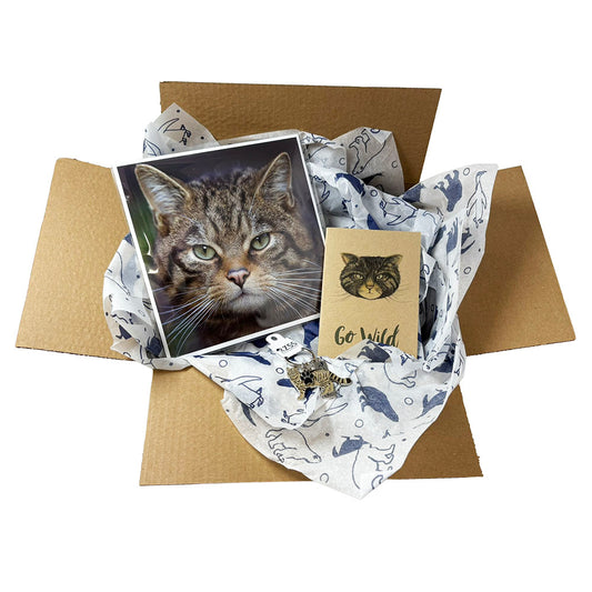 Wildcat adults fan gift