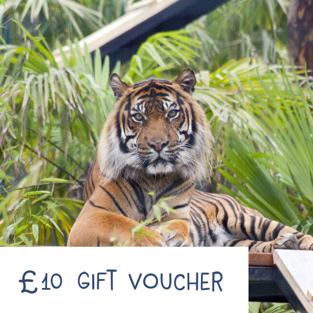 Our Gift E-Vouchers can be used towards anything from entry to Edinburgh Zoo or Highland Wildlife park, toys and gifts in our gift shops, or to buy lunch in one of our cafes and restaurants around the Zoo or Park. Vouchers come in denominations of £10 or £25. They can be used at Edinburgh Zoo or at the Highland Wildlife Park.