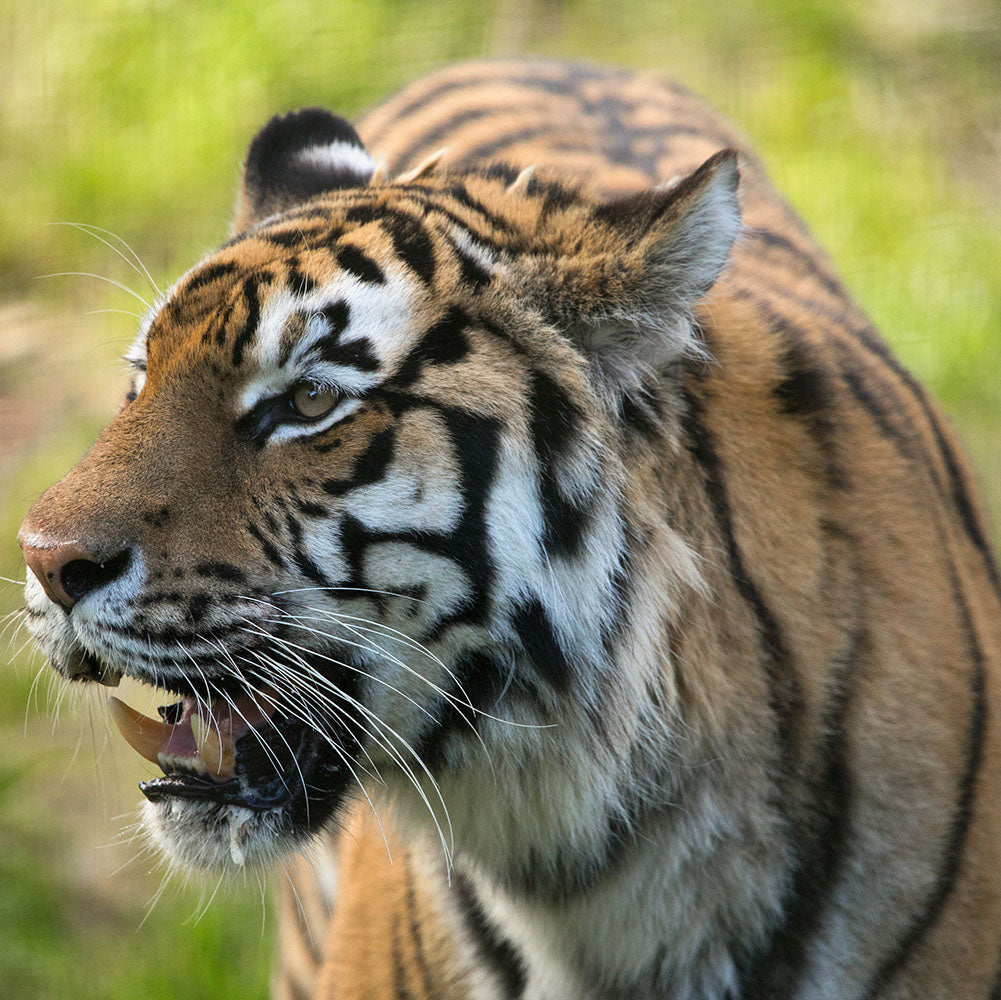 Join our keepers for an incredible magic moment with our carnivorous residents, the Amur tigers! You will have the opportunity to learn about these creatures from our amazing keepers, whilst feeding them some tasty snacks. 