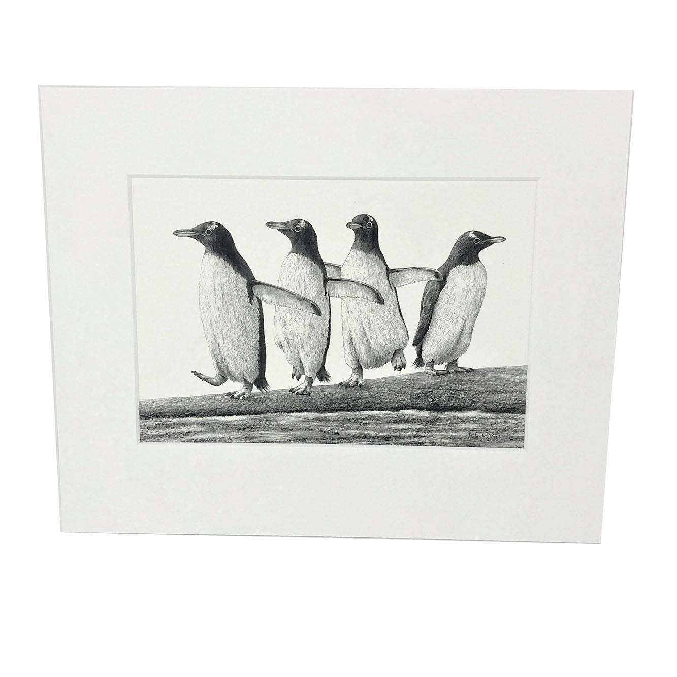 Mounted print of a pencil drawing from artist Anthony Wyatt. Print is of Gentoo penguin's on white mount.   Dimensions: 10x8 including mount. 