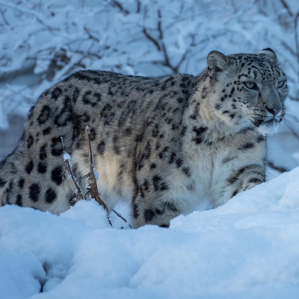 Snow Leopard Magic Moment (16+) – Royal Zoological Society of Scotland