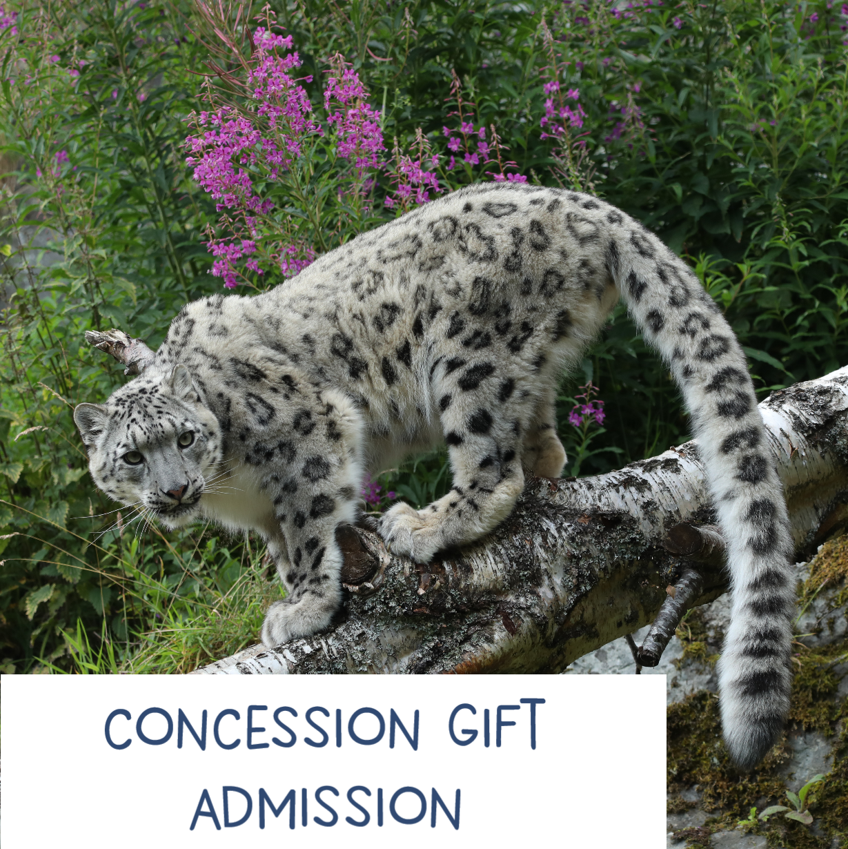 Concession - Gift Admission E-Voucher