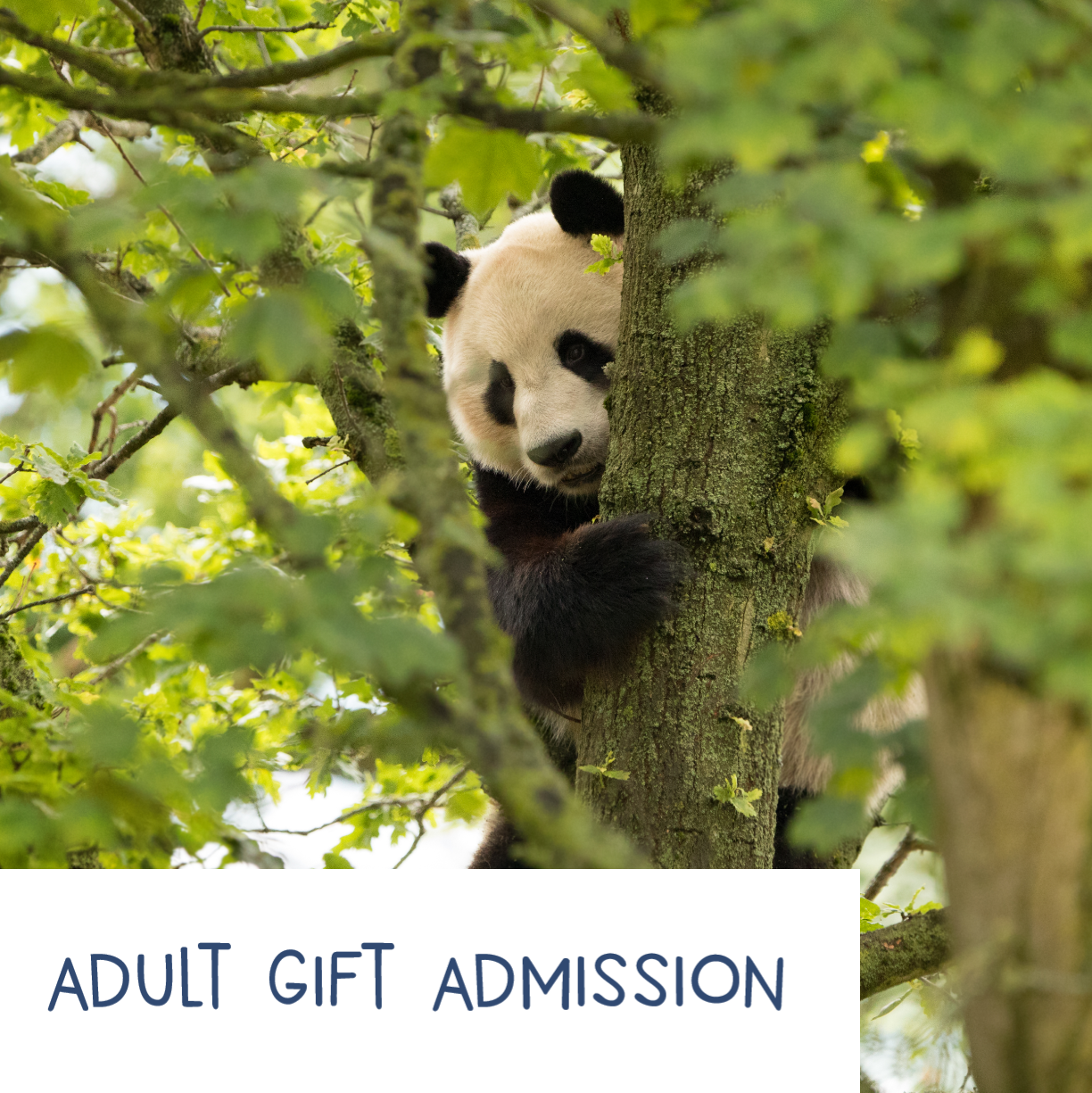 Gift Admission E-Vouchers are available for groups of various sizes and a perfect gift for all