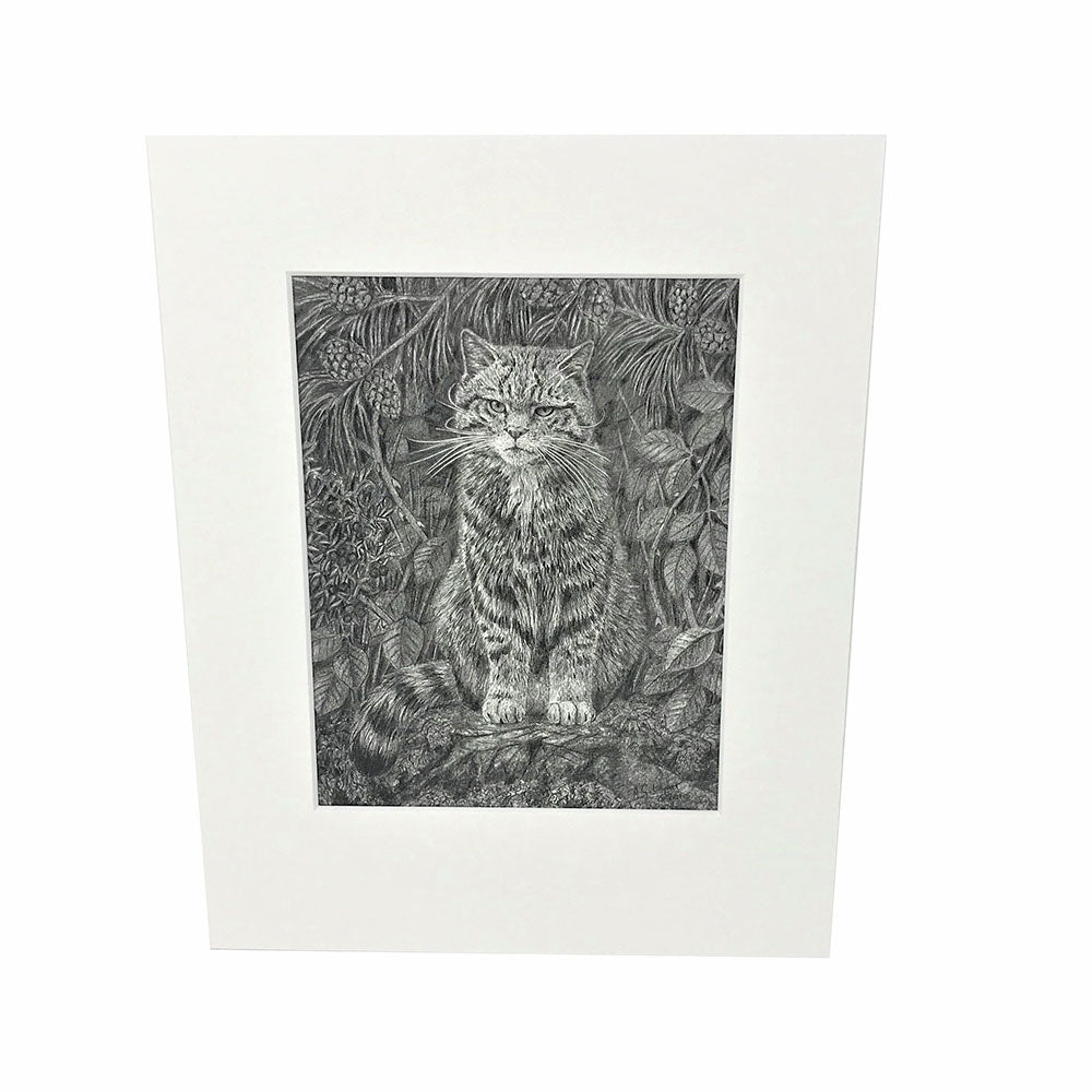 Mounted print of a pencil drawing from artist Anthony Wyatt. Print is of a Scottish wildcat on white mount.   Dimensions: 10x8 including mount. 