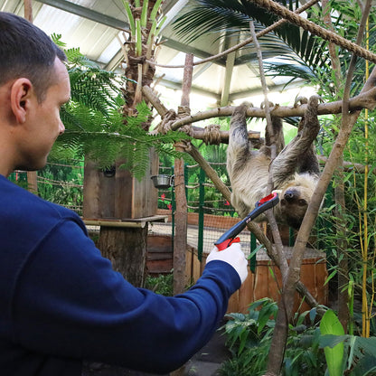 Hang out with our Linne’s two-toed sloths, Mo and Fe in this new special magic moment! Learn all about our sloths from our expert keepers, and go behind the scenes, feed Mo and Fe some tasty snacks and explore the area they eat, sleep and hang out in. 