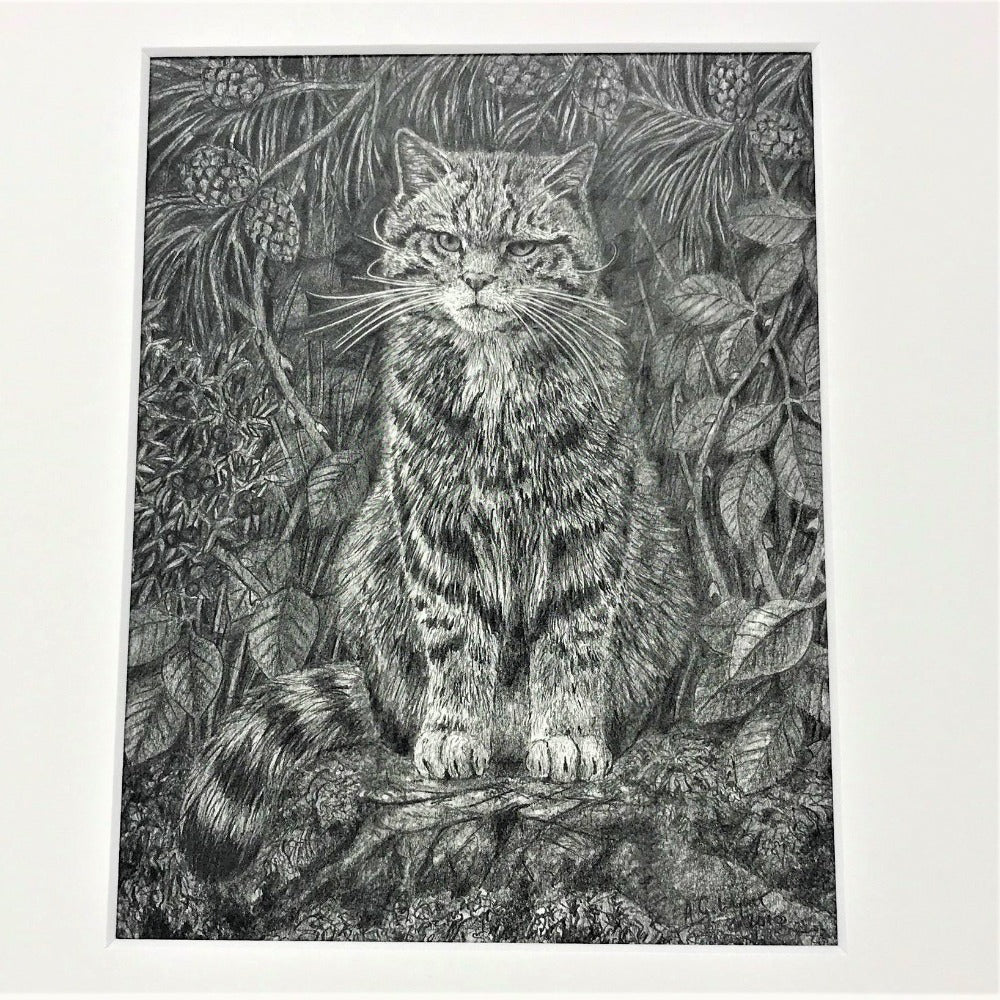 Mounted print of a pencil drawing from artist Anthony Wyatt. Print is of a Scottish wildcat on white mount.   Dimensions: 10x8 including mount. 